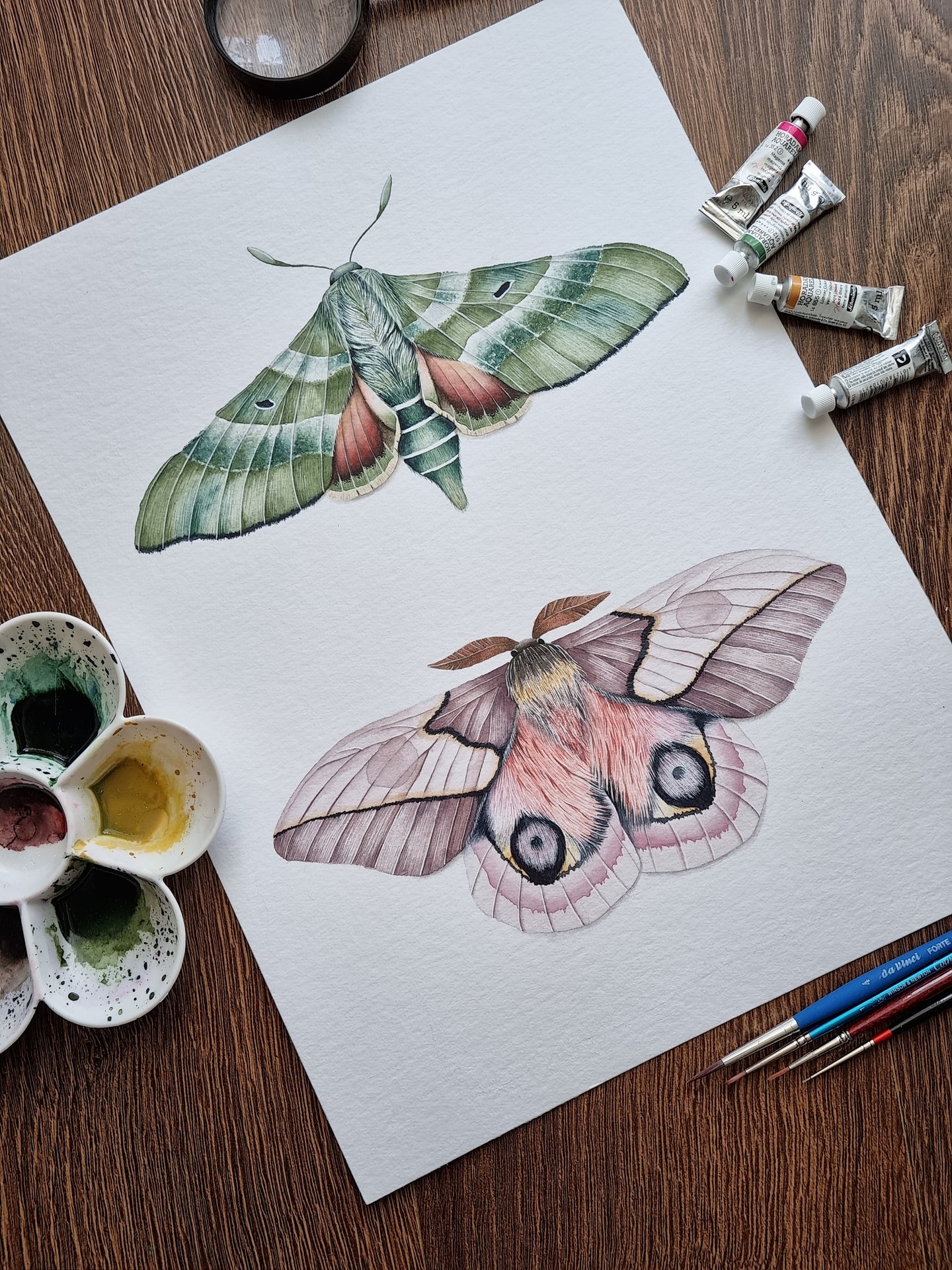 Automeris Moth and Clark's Sphinx Moth Moth - Original Artwork